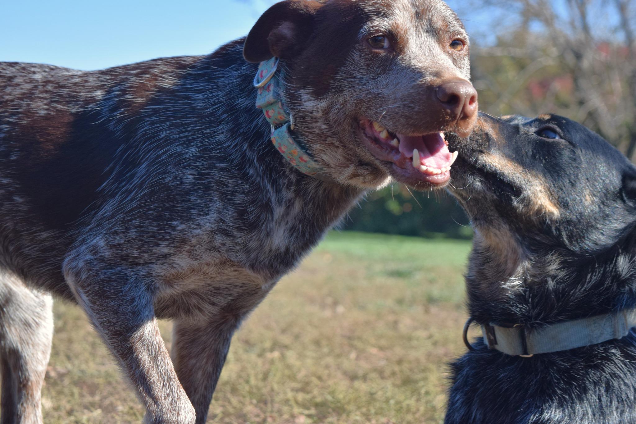 Grit, a Adoptable mixed breed in Tomah, WI image 5/6
