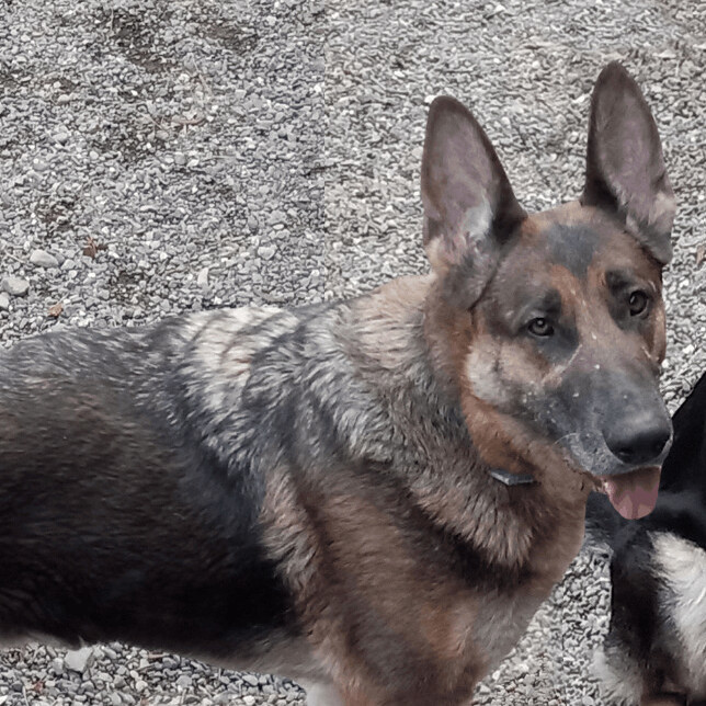 Enlarge Ruby, a Adoptable German Shepherd Dog in Gualala, CA image 1/1