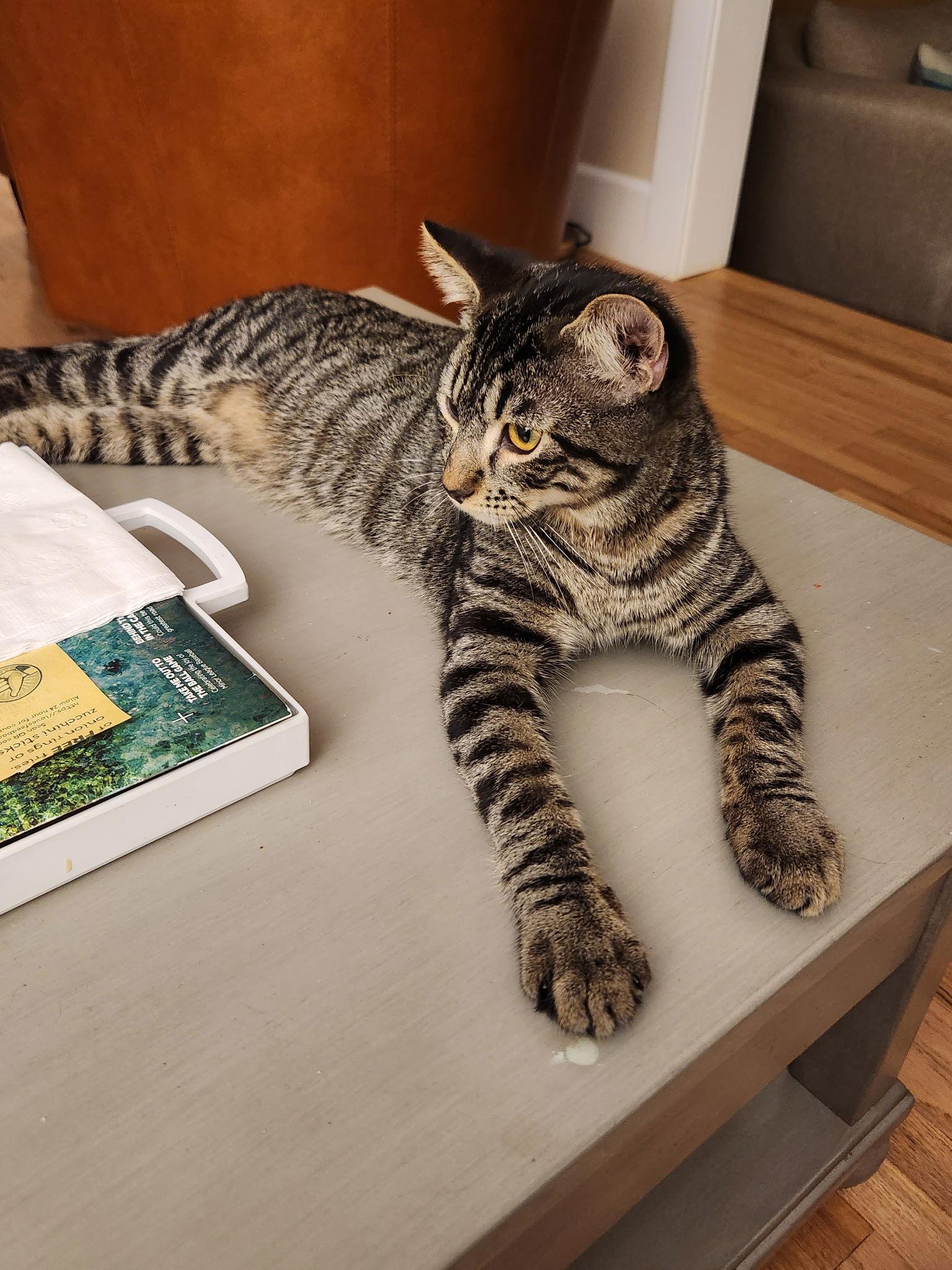 Sable, Adopted, Kitten Male Bengal & Tabby.