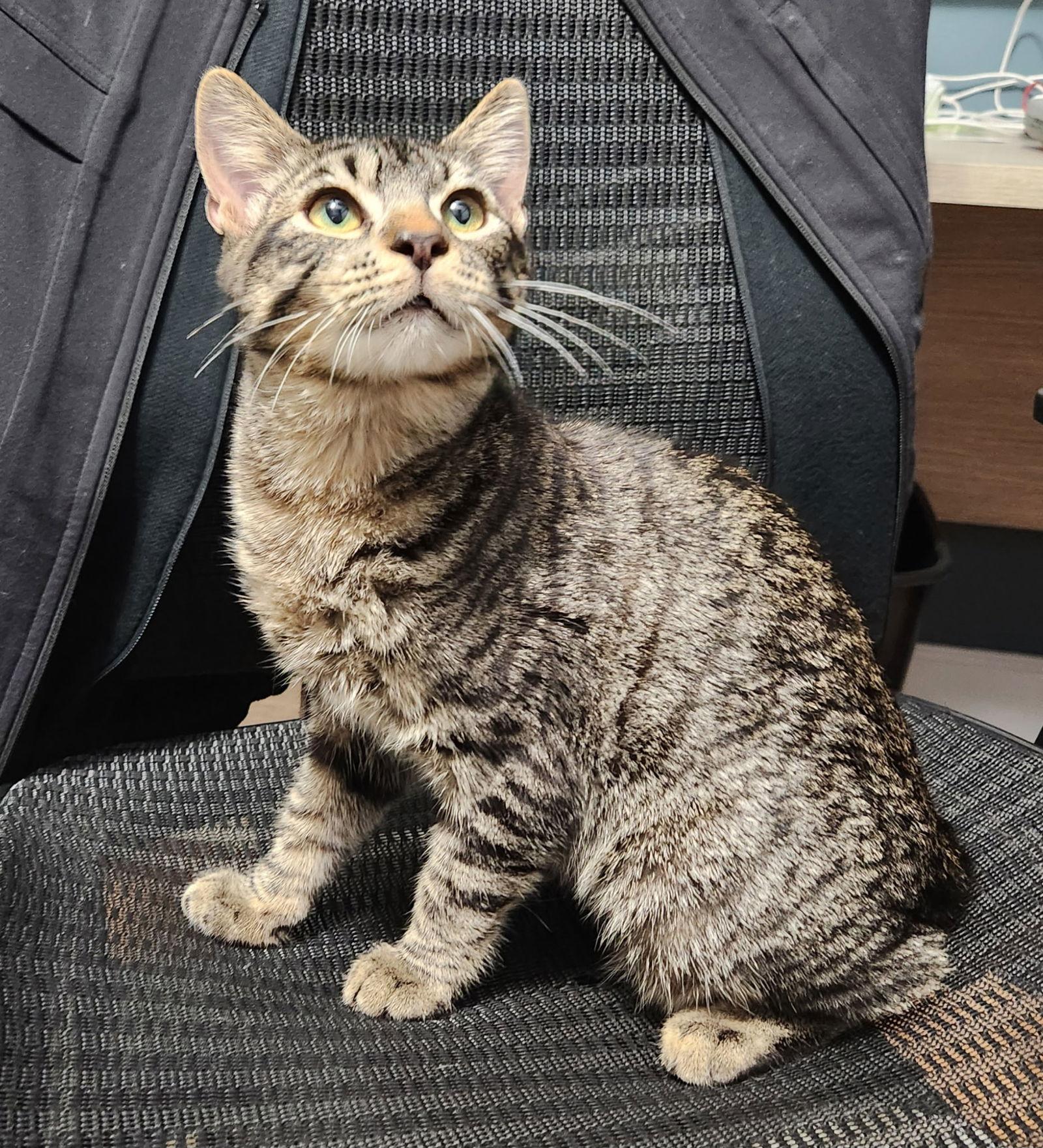 Enlarge Sable, a Adopted mixed breed in Orange, CA image 2/3