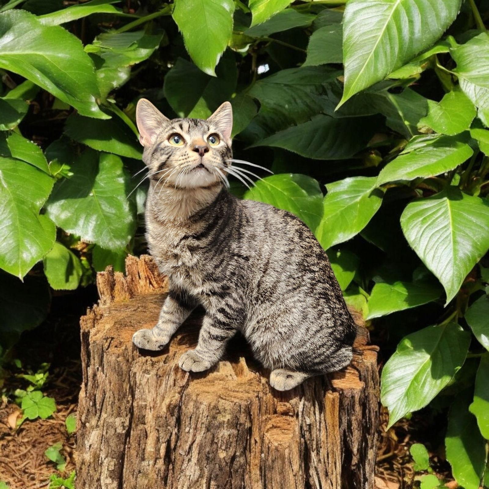Enlarge Sable, a Adopted mixed breed in Orange, CA image 3/3