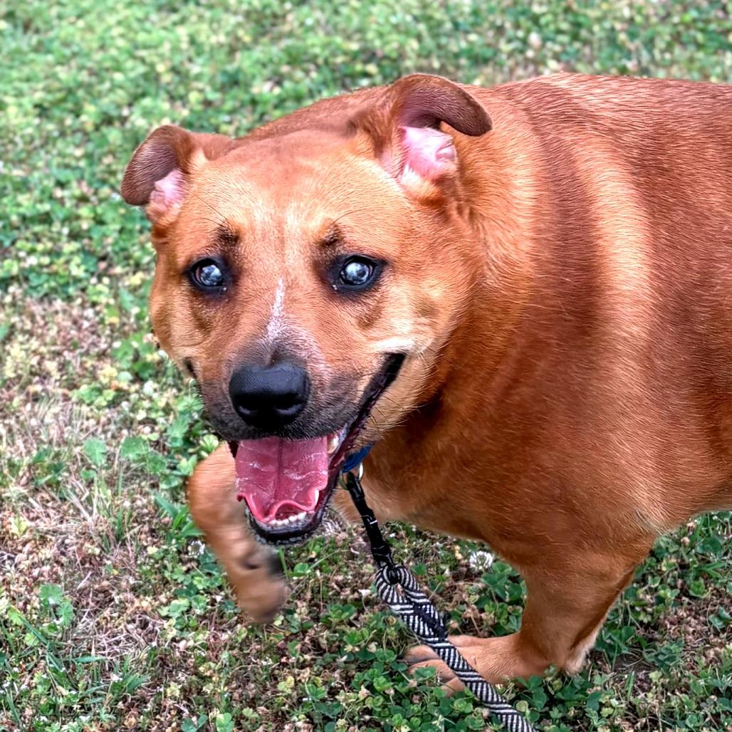 Ziva, Adoptable, Adult Female Carolina Dog & Mixed Breed.