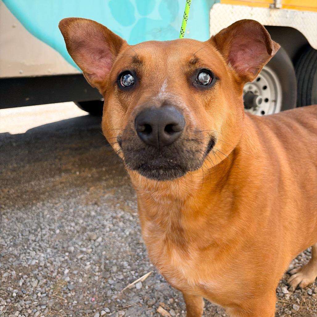 Enlarge Ziva, a Adoptable mixed breed in Tulsa, OK image 1/1