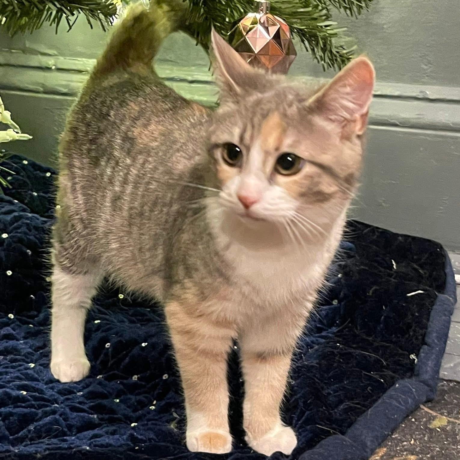 Enlarge PIPSQUEAK, a ADOPTABLE Domestic Short Hair in Schnecksville, PA image 1/3