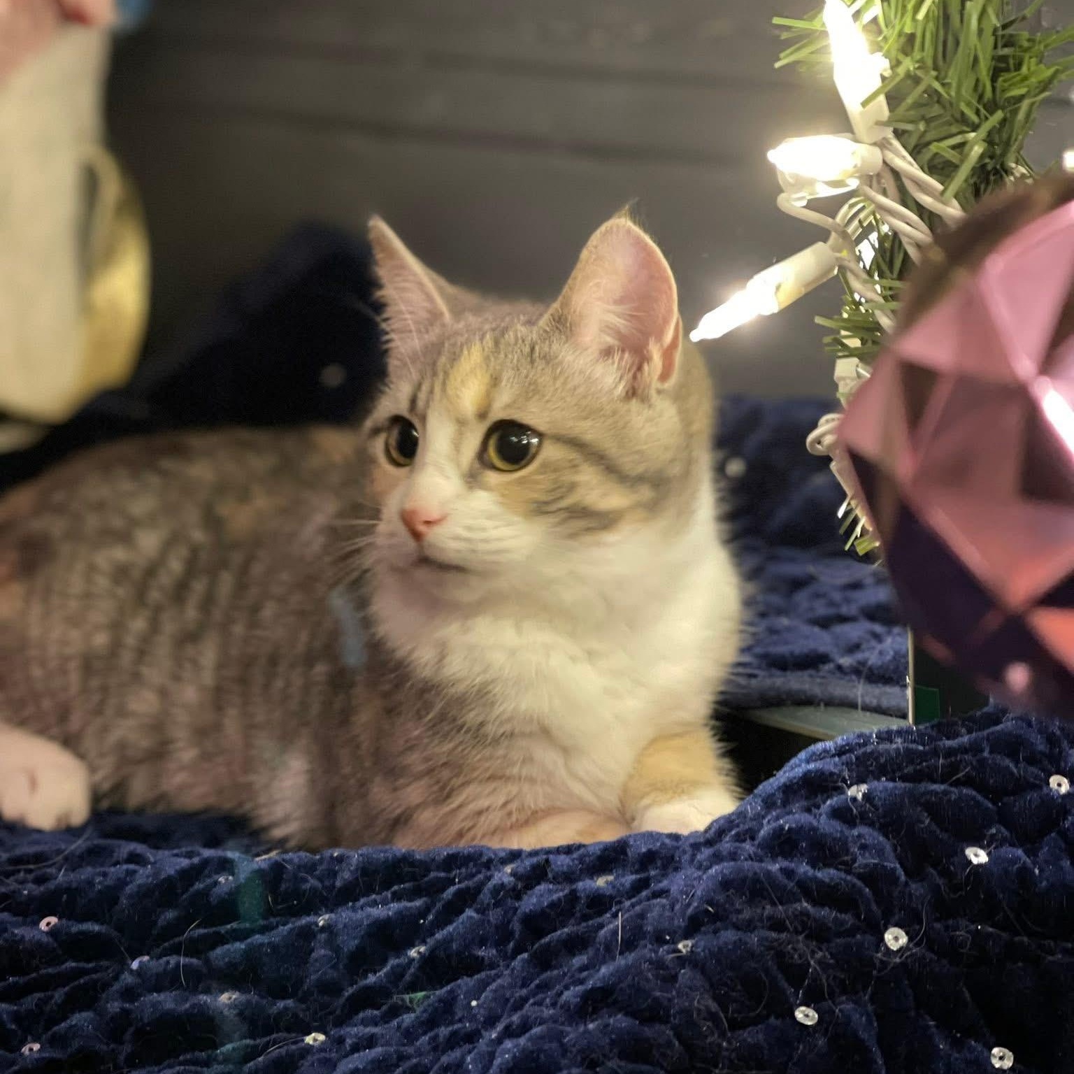 Enlarge PIPSQUEAK, a ADOPTABLE Domestic Short Hair in Schnecksville, PA image 2/3