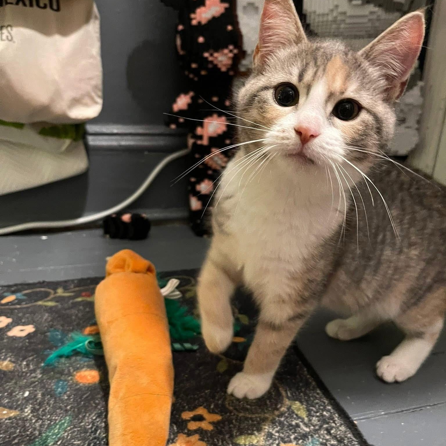 Enlarge PIPSQUEAK, a ADOPTABLE Domestic Short Hair in Schnecksville, PA image 3/3