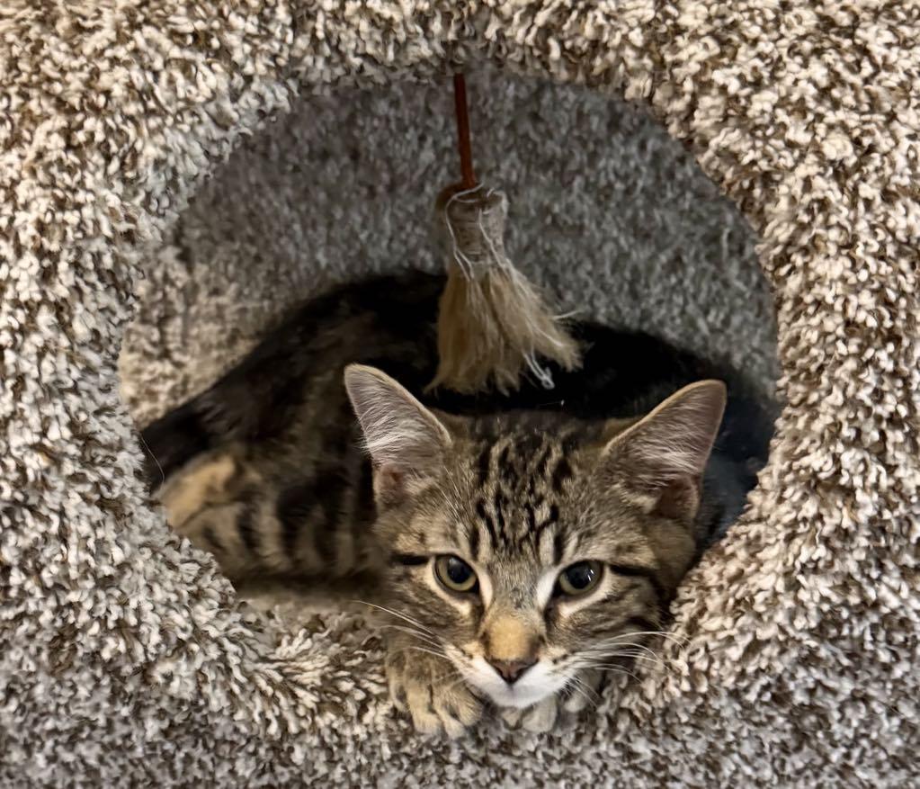 Hamilton , ADOPTABLE, Kitten Male Domestic Short Hair.