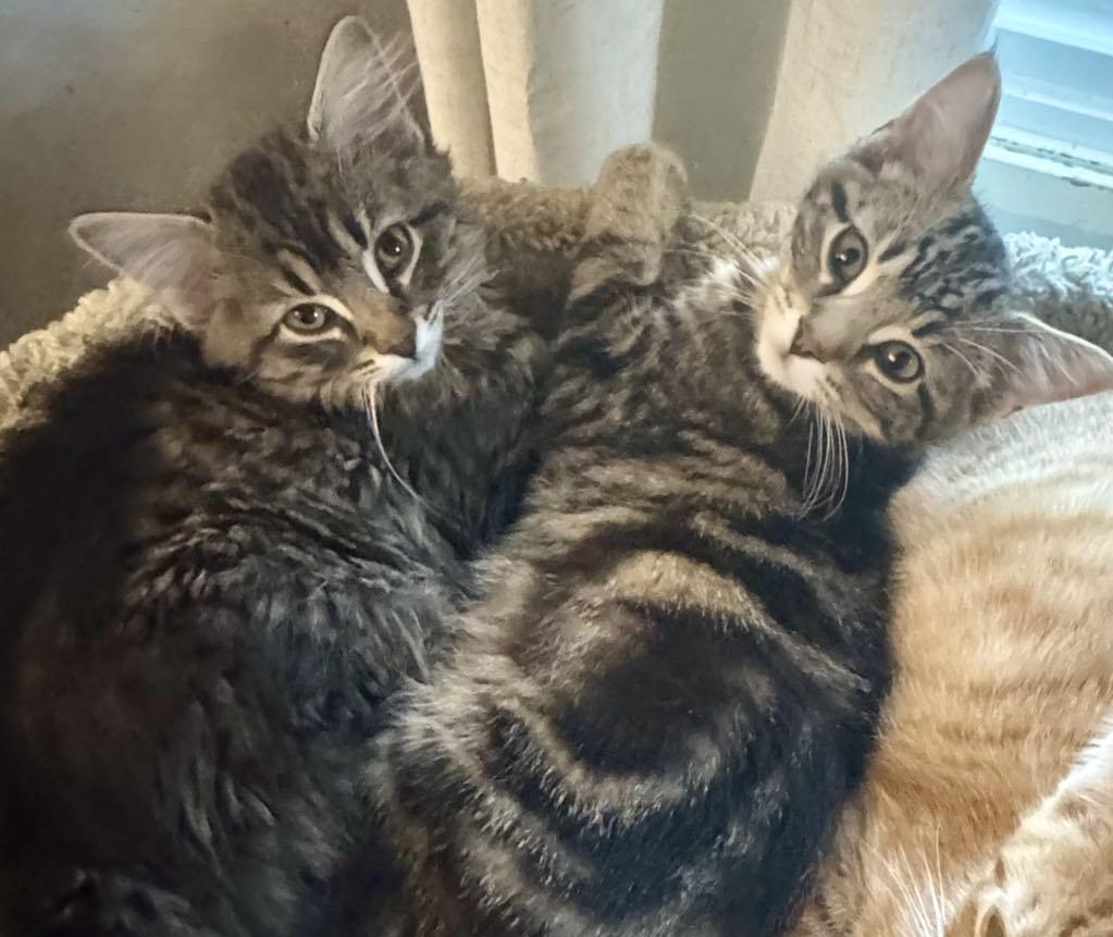 Enlarge Hamilton , a ADOPTABLE Domestic Short Hair in Arnold, MO image 2/2