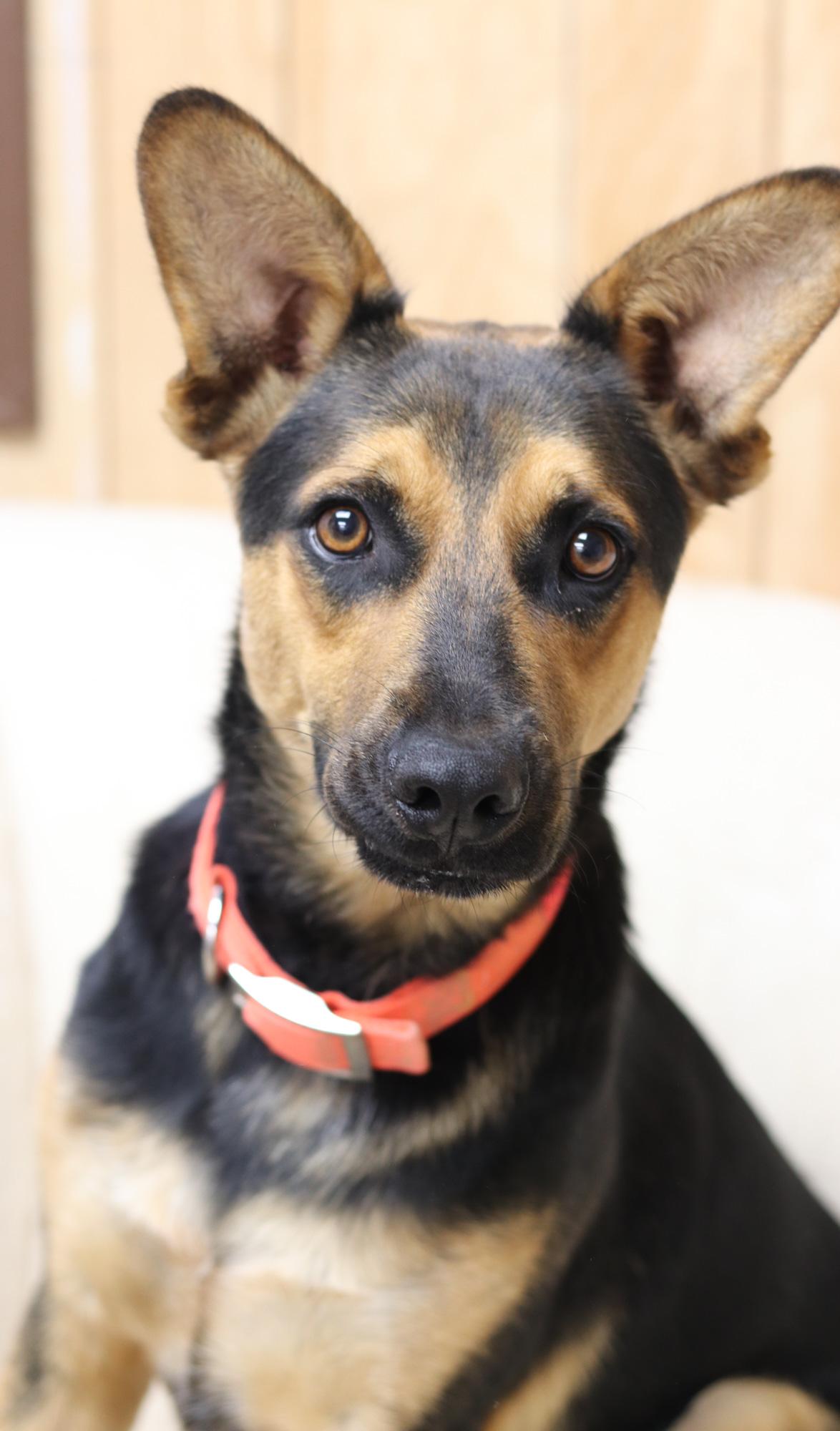 Enlarge Mondo, a Adoptable mixed breed in Bowie, TX image 2/5