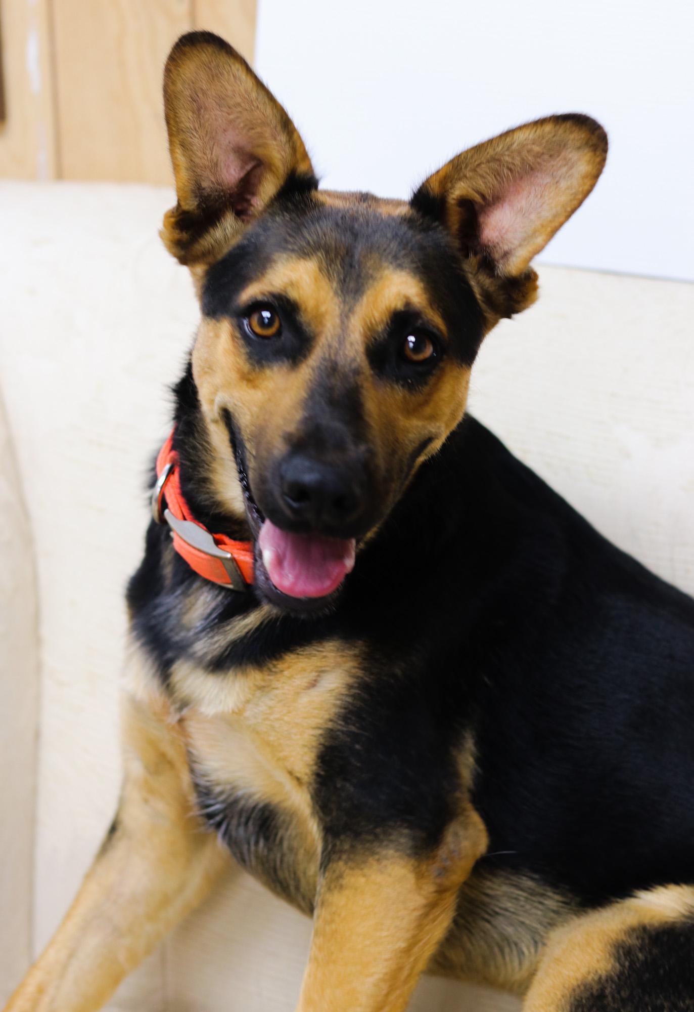 Enlarge Mondo, a Adoptable mixed breed in Bowie, TX image 3/5