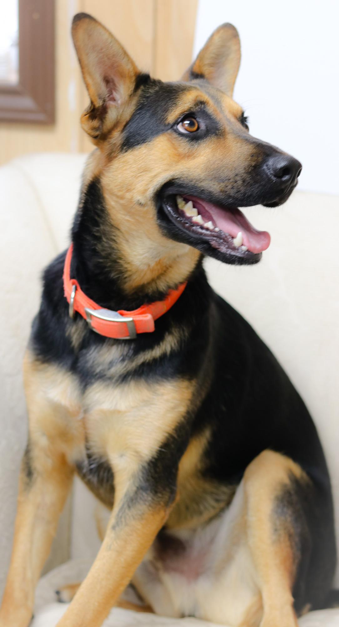 Enlarge Mondo, a Adoptable mixed breed in Bowie, TX image 4/5