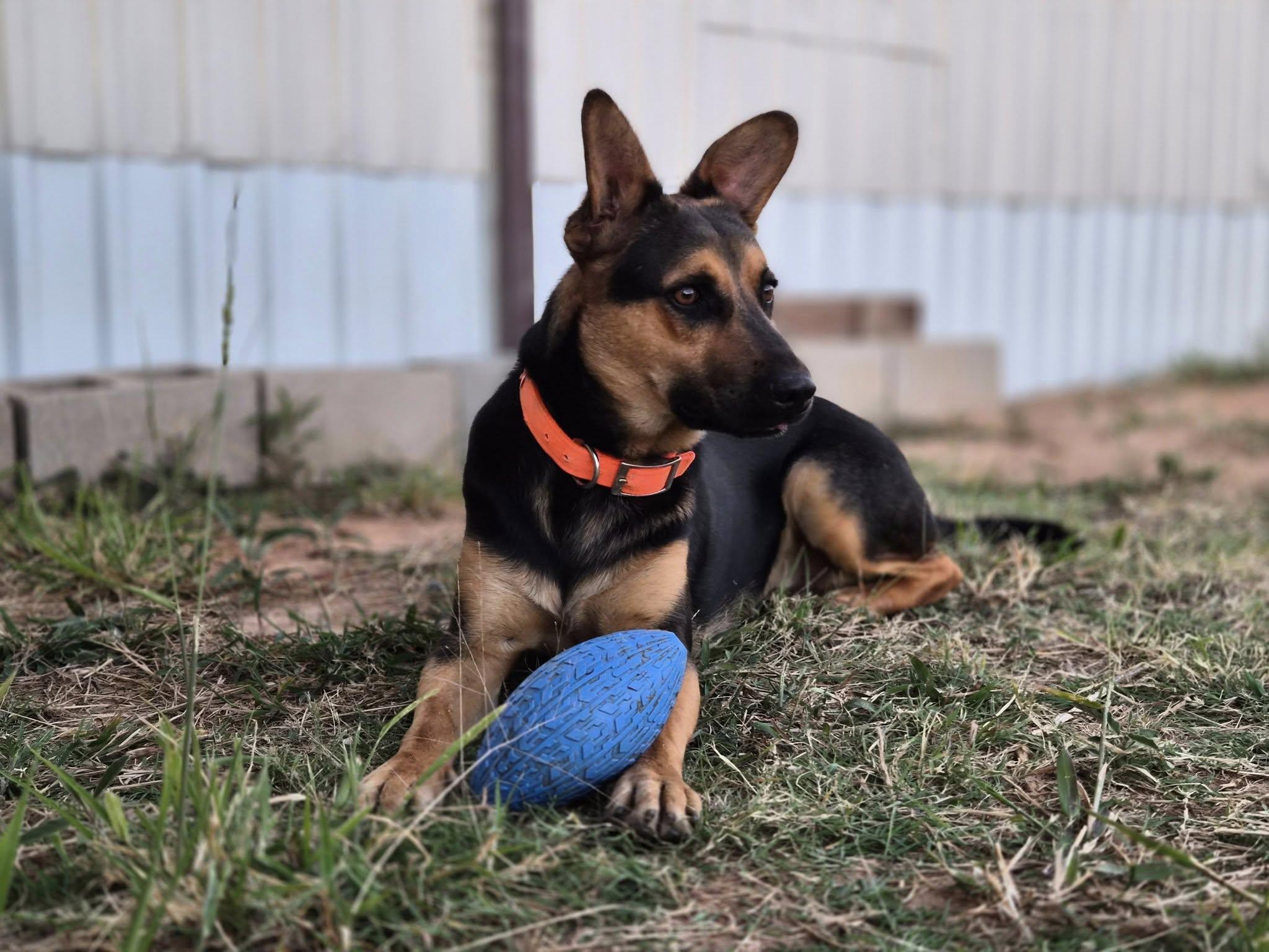 Mondo, Adoptable, Adult Male German Shepherd Dog & Border Collie.