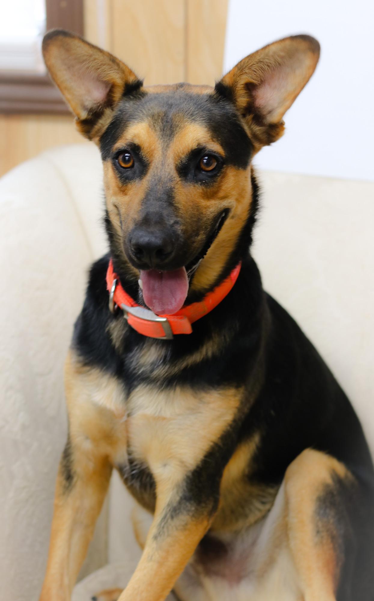 Enlarge Mondo, a Adoptable mixed breed in Bowie, TX image 5/5