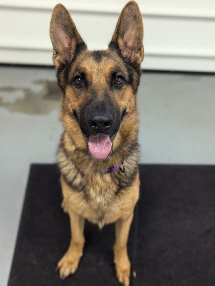 Grace, Adopted, Adult Female German Shepherd Dog.