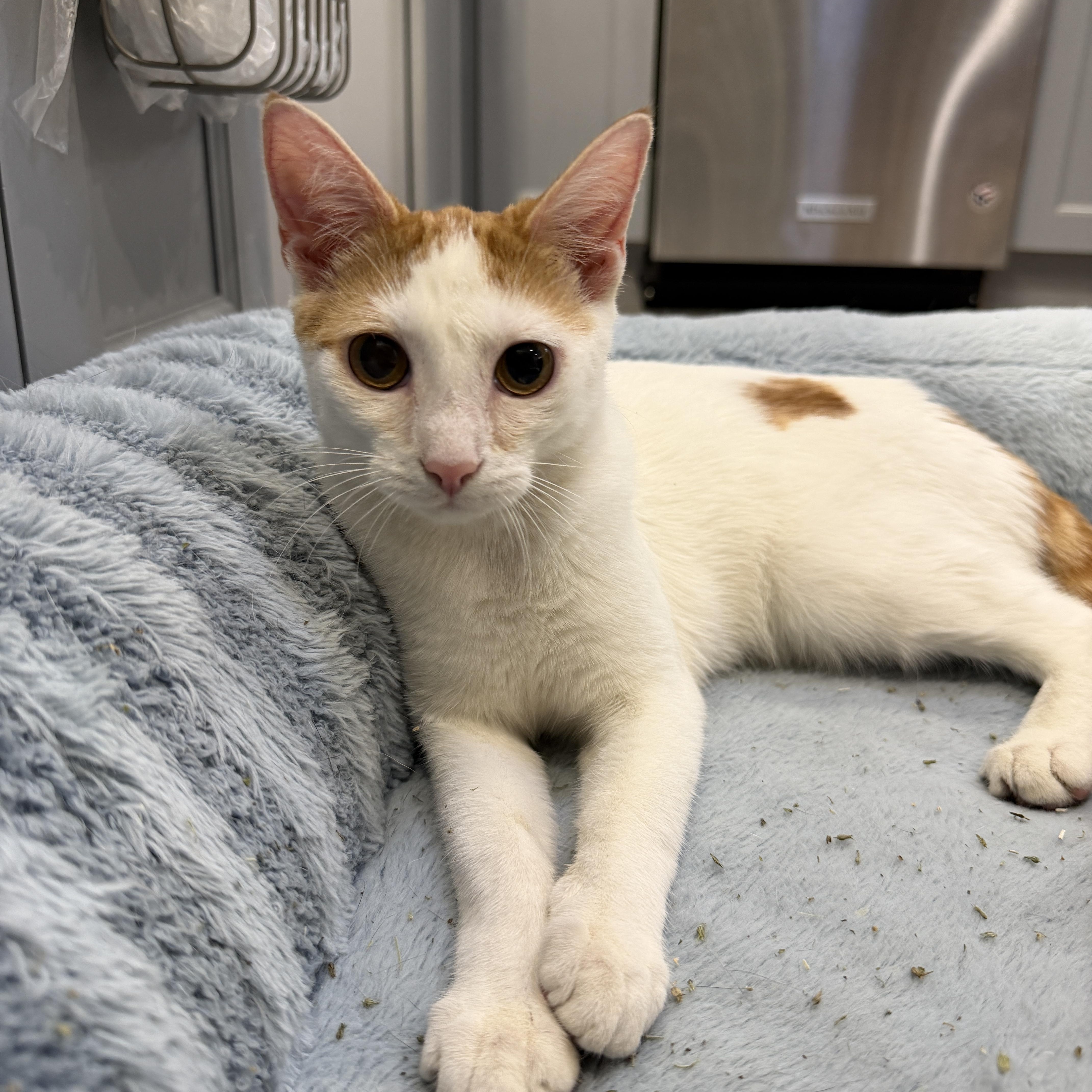 Enlarge Zoey, a ADOPTABLE Domestic Short Hair in Bayside, NY image 2/5