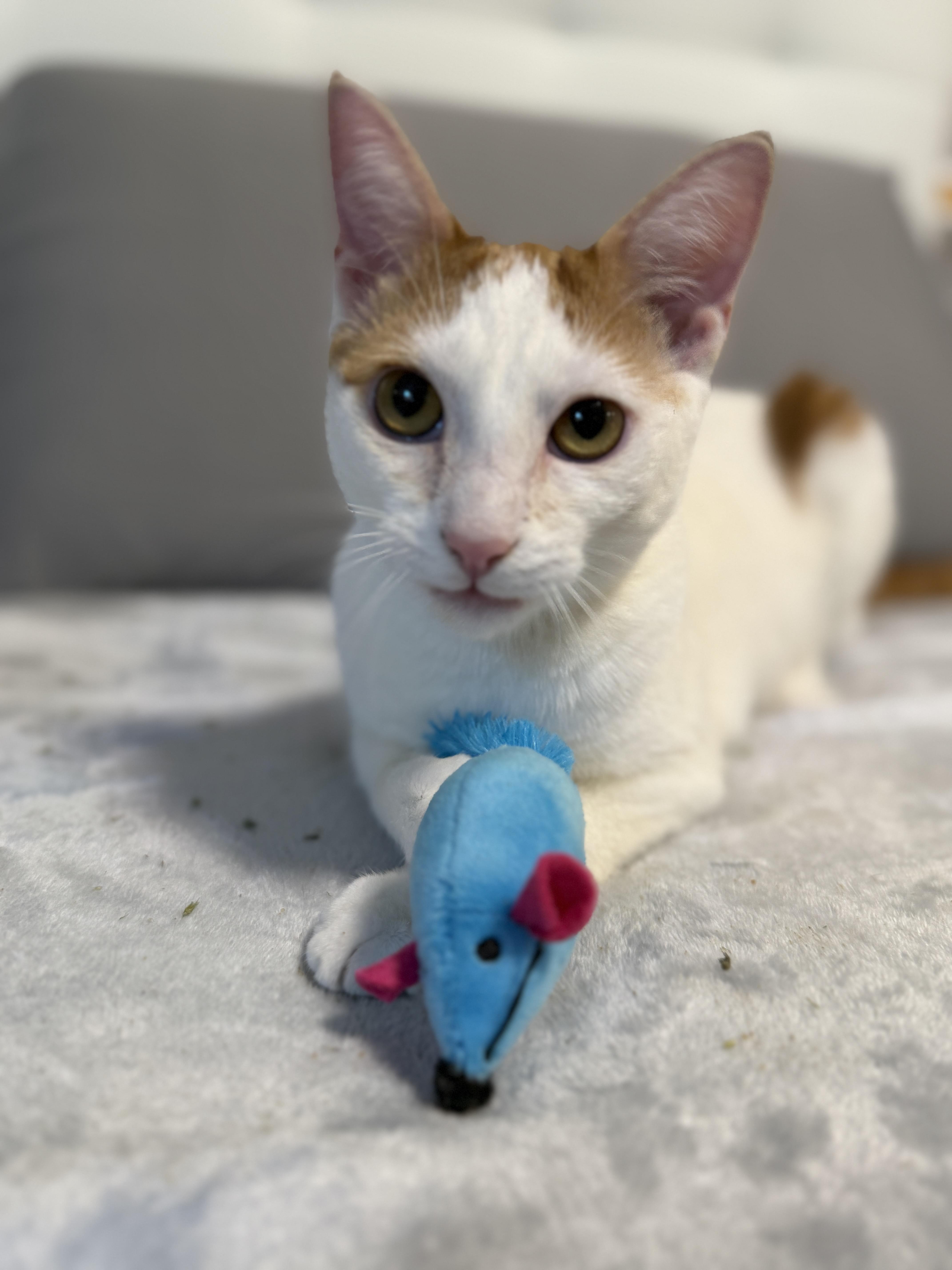 Zoey, ADOPTABLE, Kitten Female Domestic Short Hair.
