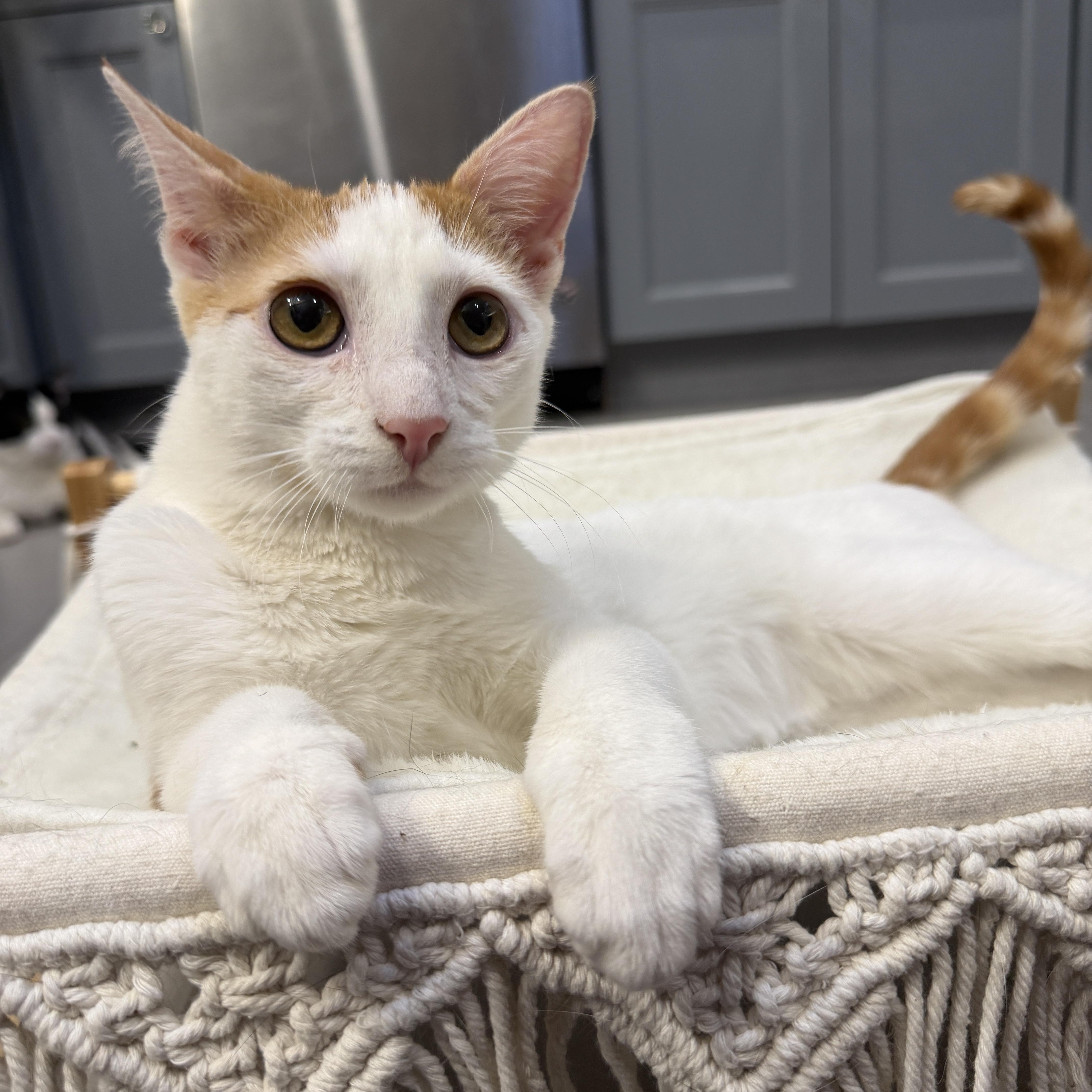 Enlarge Zoey, a ADOPTABLE Domestic Short Hair in Bayside, NY image 3/5