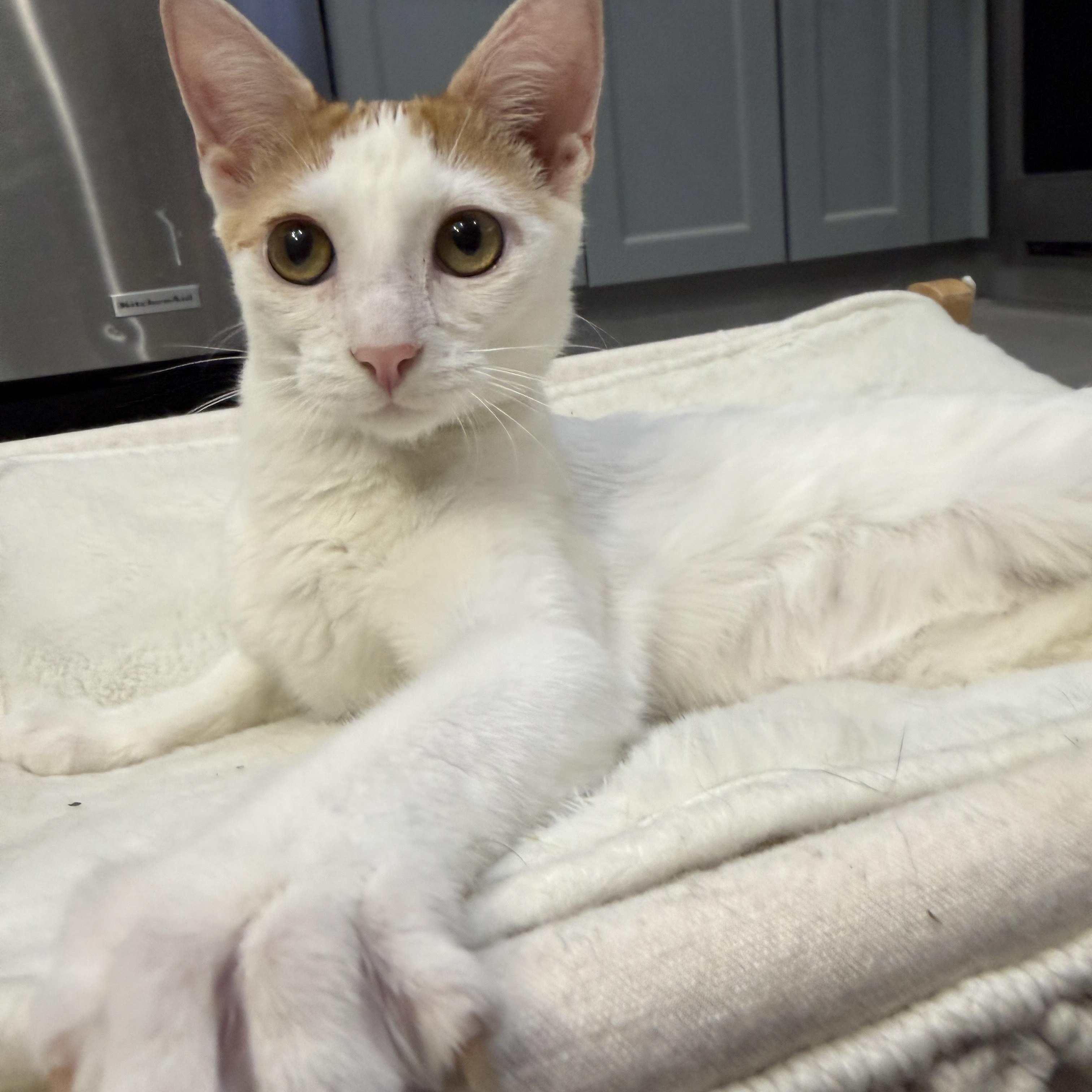 Enlarge Zoey, a ADOPTABLE Domestic Short Hair in Bayside, NY image 4/5