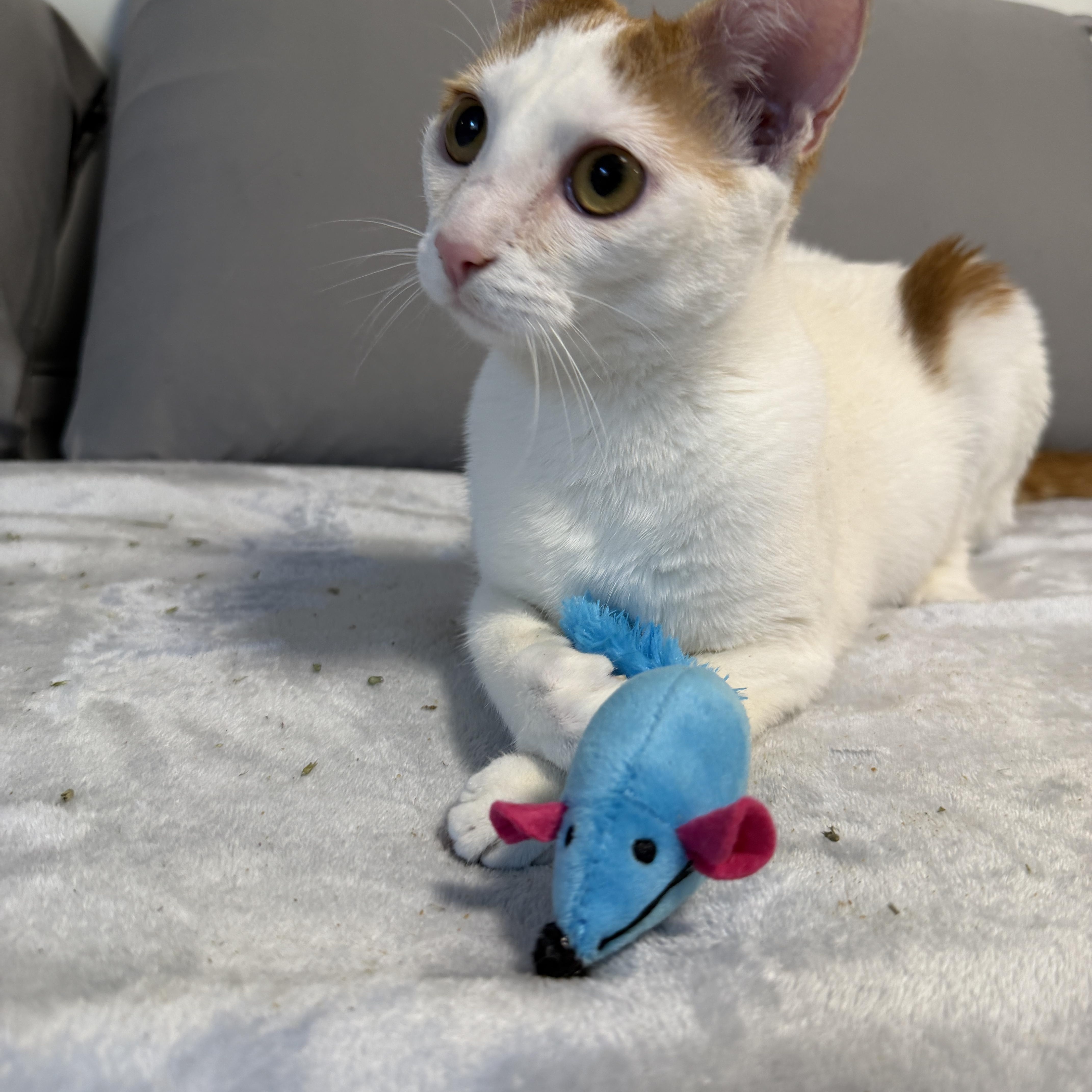 Enlarge Zoey, a ADOPTABLE Domestic Short Hair in Bayside, NY image 5/5