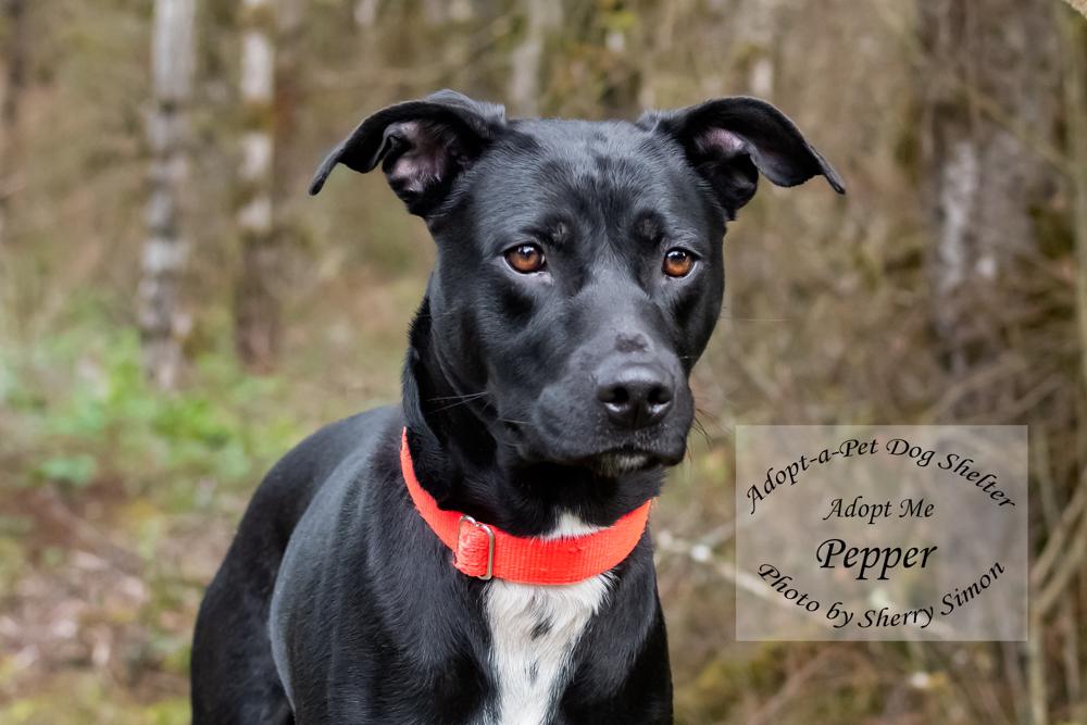 Enlarge MADAME AND PEPPER, a Adoptable mixed breed in Shelton, WA image 3/6