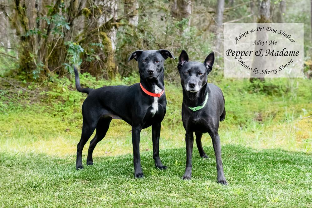 Enlarge MADAME AND PEPPER, a Adoptable mixed breed in Shelton, WA image 6/6