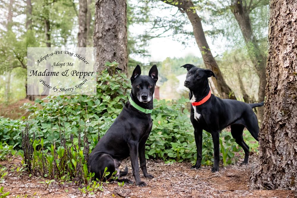 Enlarge MADAME AND PEPPER, a Adoptable mixed breed in Shelton, WA image 5/6