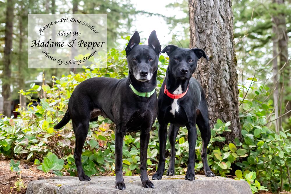 Enlarge MADAME AND PEPPER, a Adoptable mixed breed in Shelton, WA image 4/6