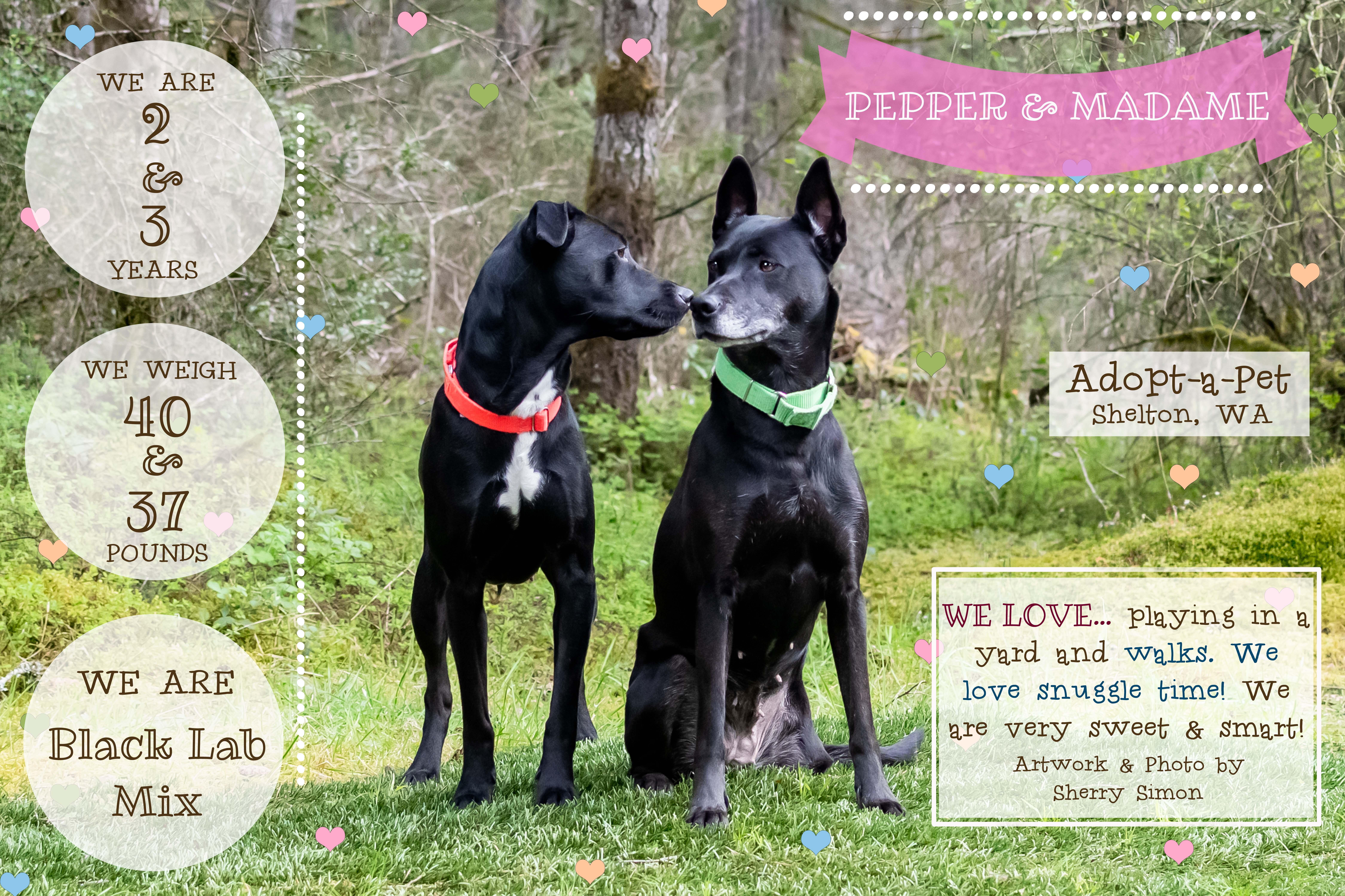 MADAME AND PEPPER, Adoptable, Adult Female Black Labrador Retriever & Husky.