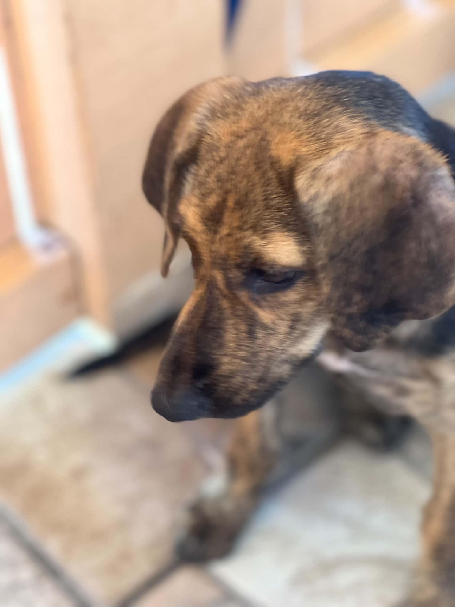 Enlarge Blaze, a Adopted mixed breed in Houston, TX image 4/5