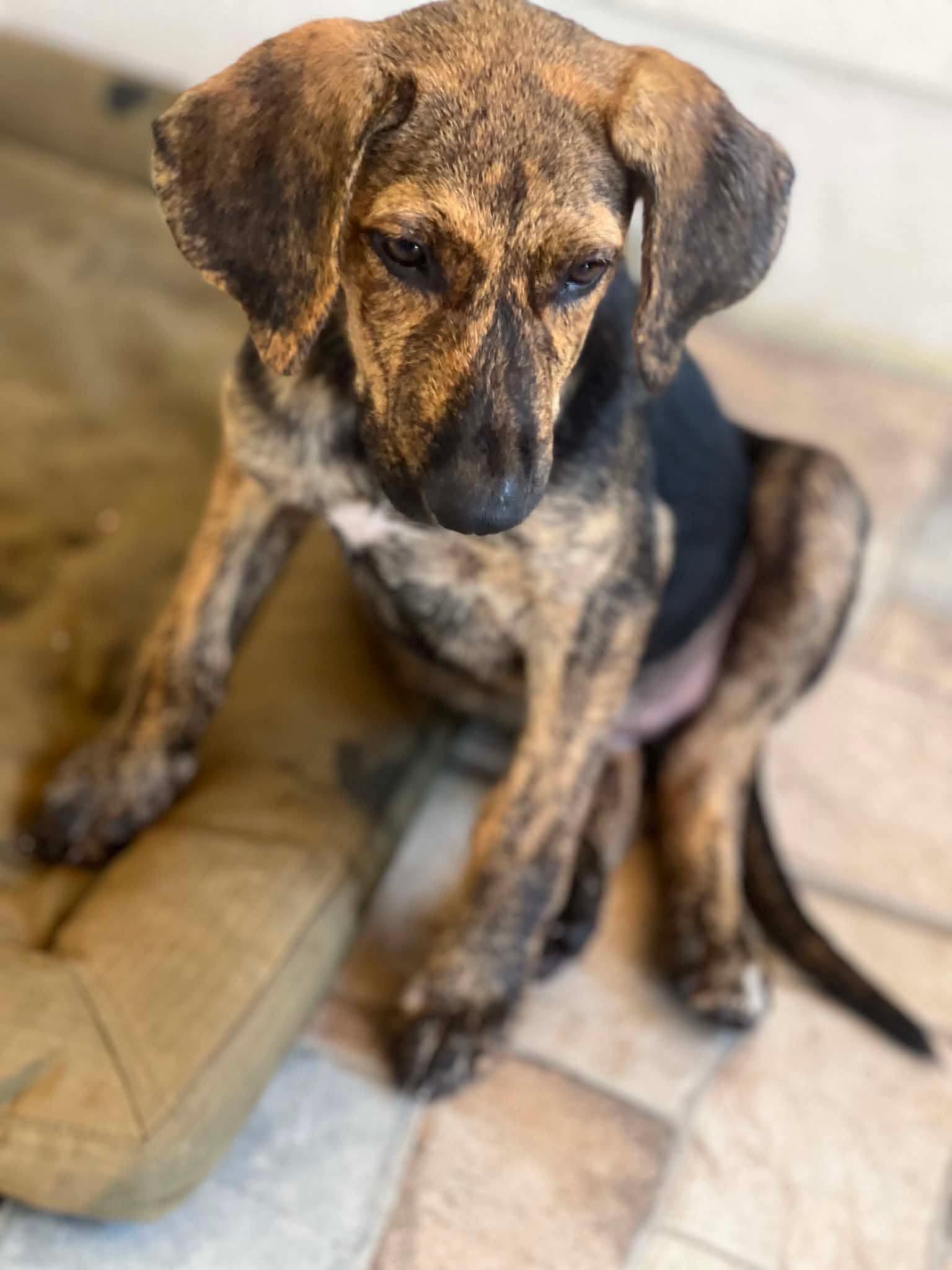 Blaze, Adopted, Puppy Female Hound & Plott Hound.