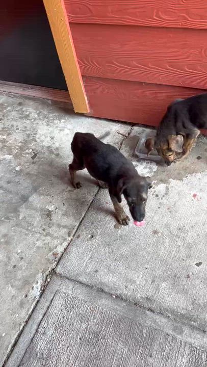 Enlarge Blaze, a Adopted mixed breed in Houston, TX video 5/5