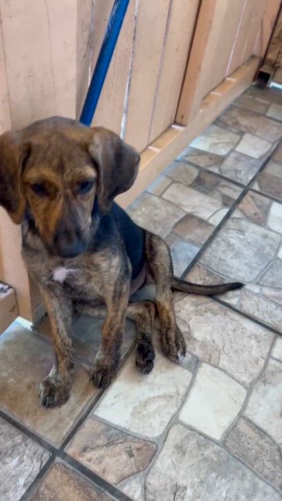 Enlarge Blaze, a Adopted mixed breed in Houston, TX video 3/5