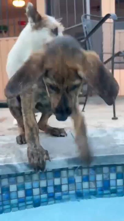 Enlarge Blaze, a Adopted mixed breed in Houston, TX video 2/5