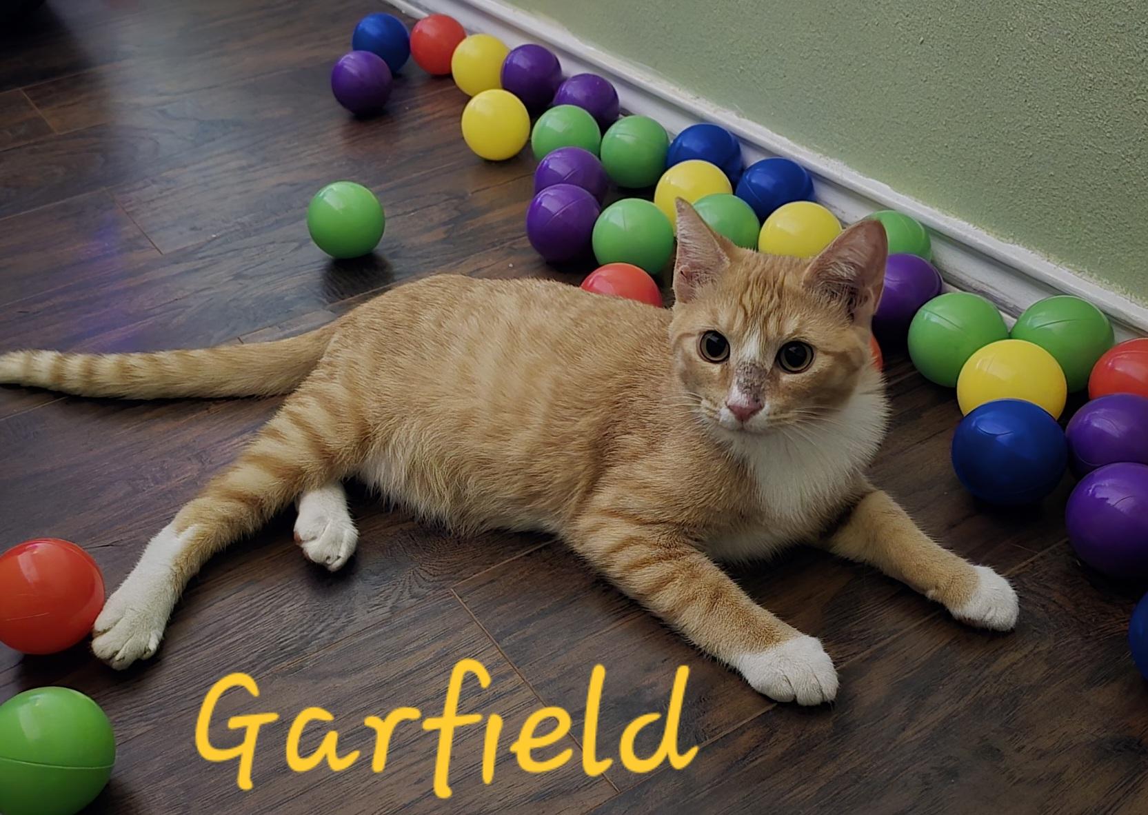 Garfield