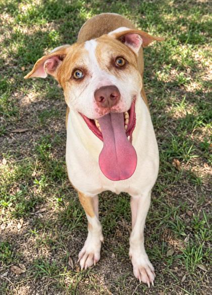 Enlarge Gomez, a Adoptable mixed breed in Inverness, FL image 1/2