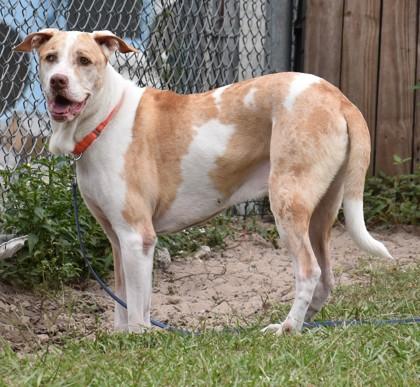 Enlarge Gomez, a Adoptable mixed breed in Inverness, FL image 2/2