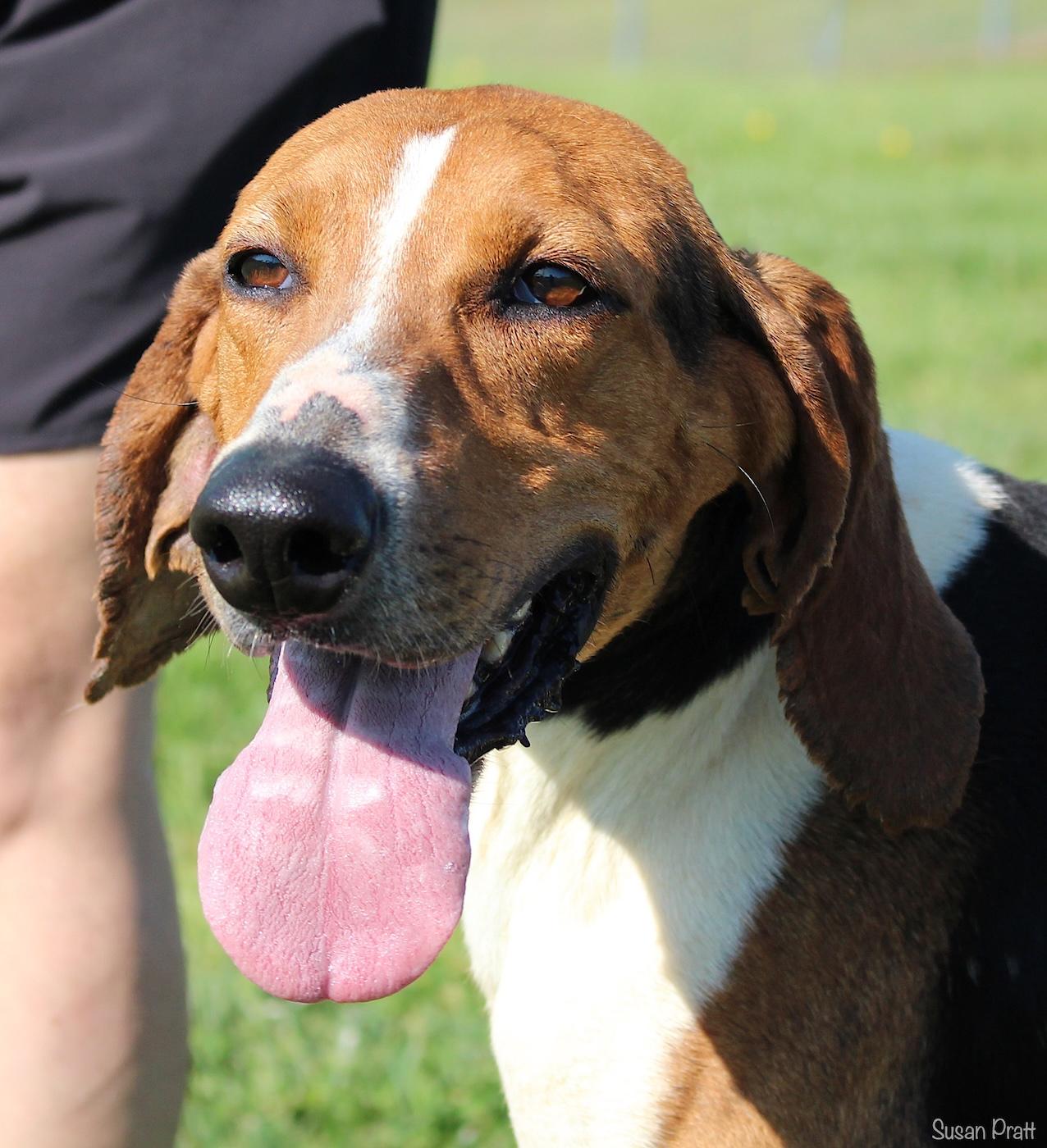 Enlarge Inala, a ADOPTABLE Treeing Walker Coonhound in Bedford, VA image 1/3