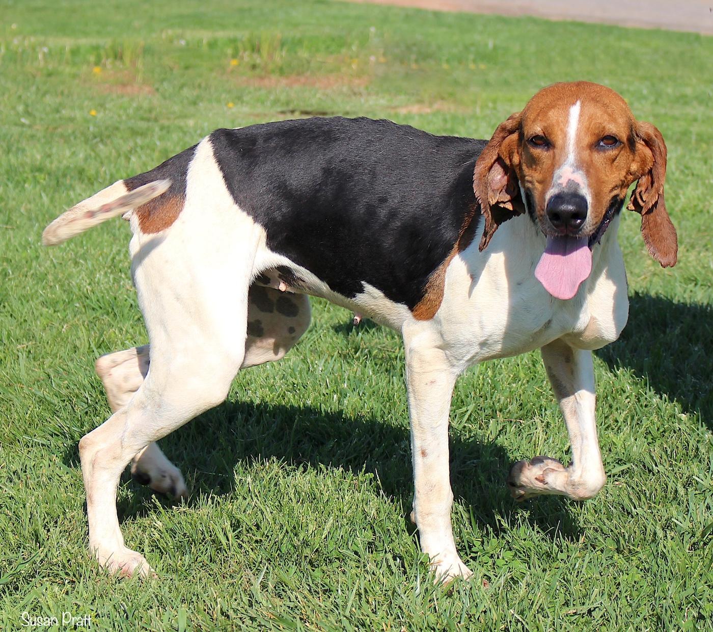 Enlarge Inala, a ADOPTABLE Treeing Walker Coonhound in Bedford, VA image 3/3