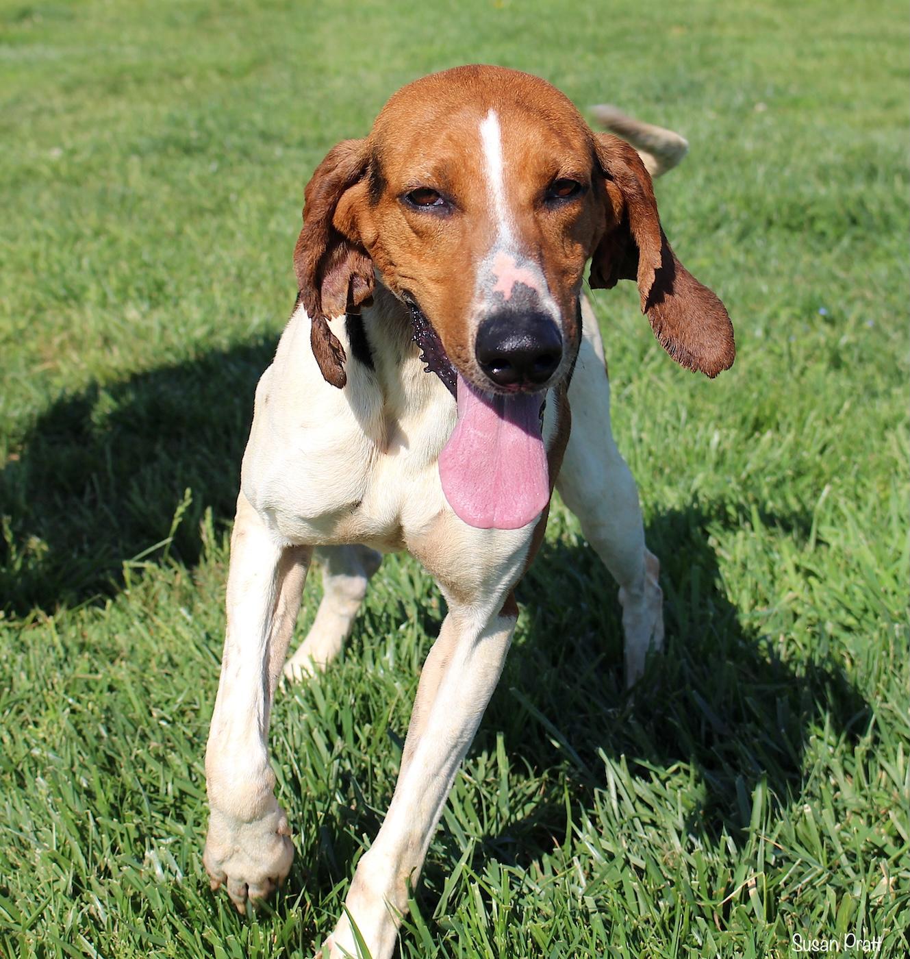 Enlarge Inala, a ADOPTABLE Treeing Walker Coonhound in Bedford, VA image 2/3