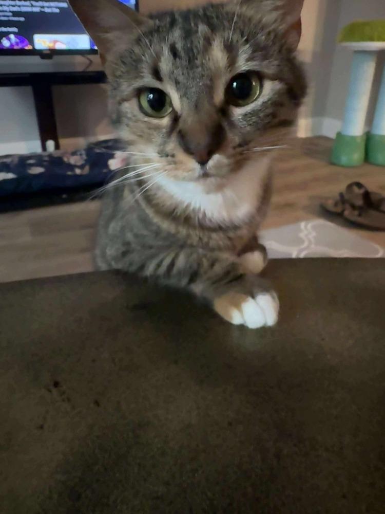 Izzy Rose, Adoptable, Adult Female Domestic Short Hair.