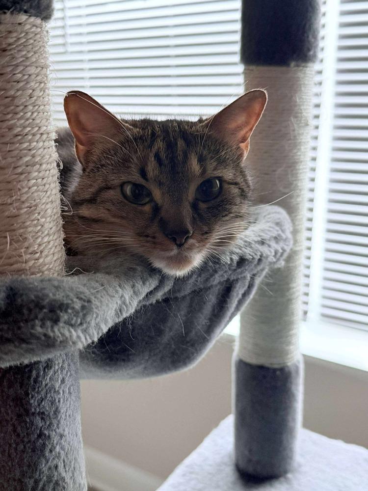 Enlarge Izzy Rose, a Adoptable Domestic Short Hair in Salisbury, NC image 2/3