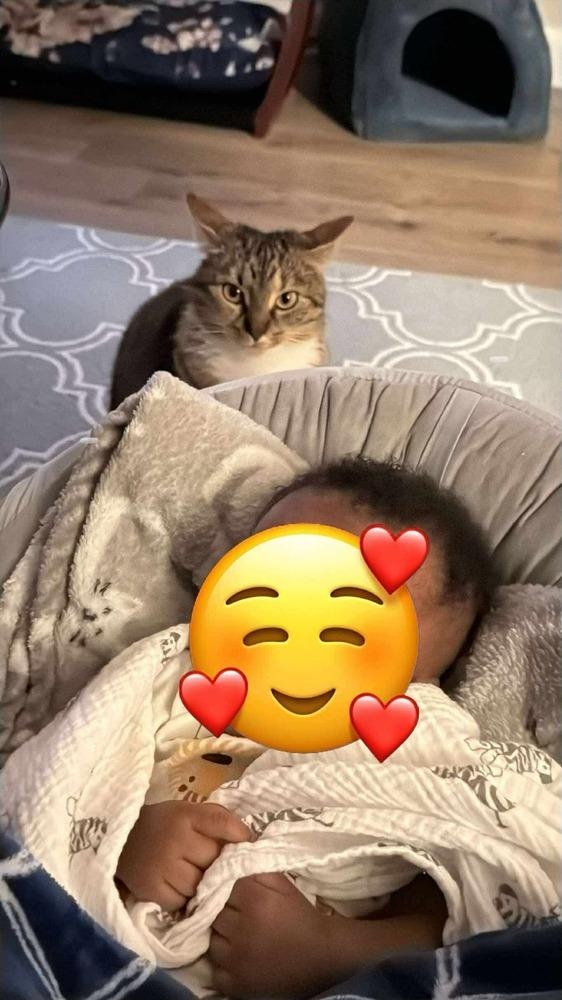 Enlarge Izzy Rose, a Adoptable Domestic Short Hair in Salisbury, NC image 3/3