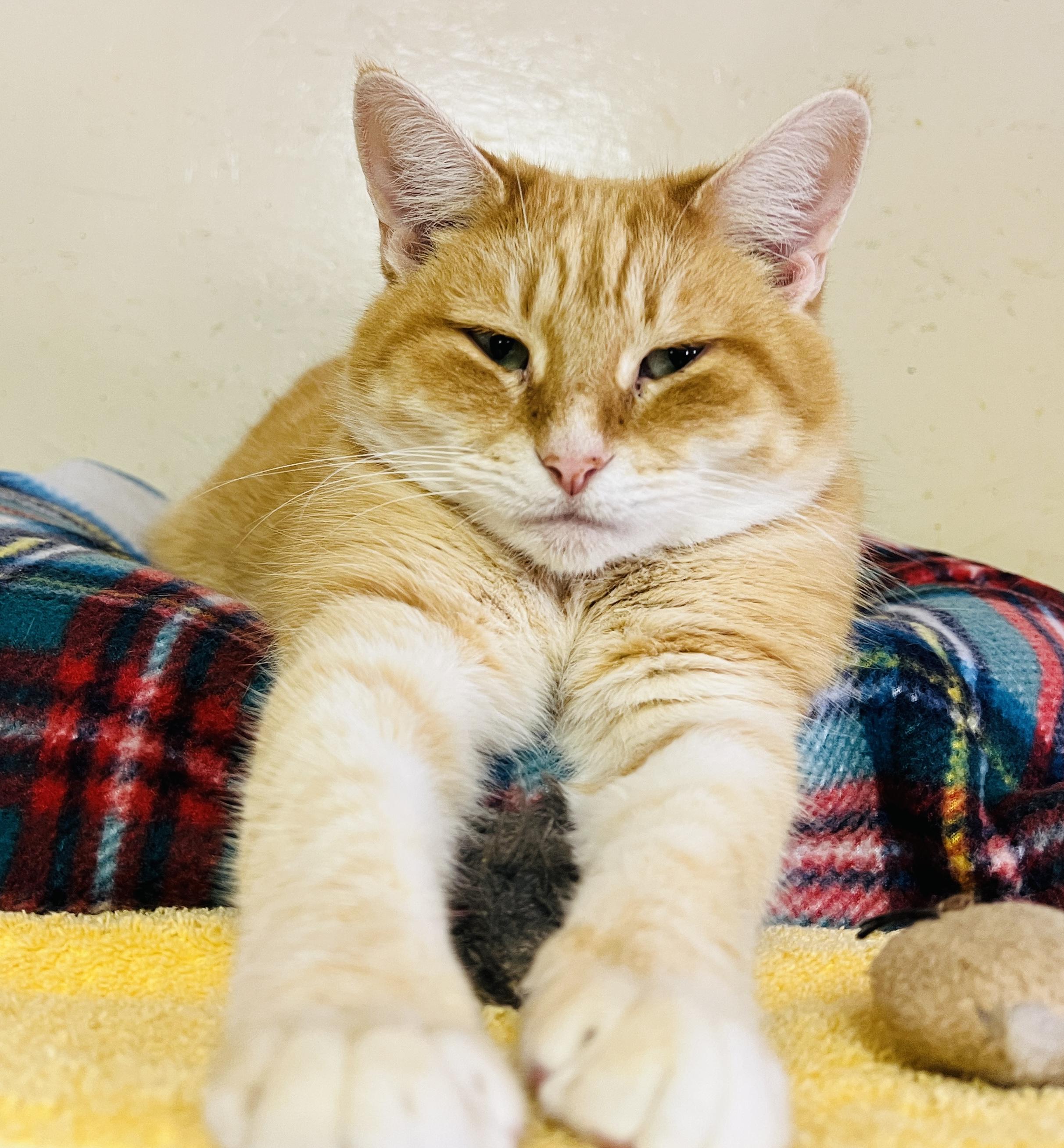 Cera, an adoptable Tabby in Palmyra, VA, 22963 | Photo Image 1