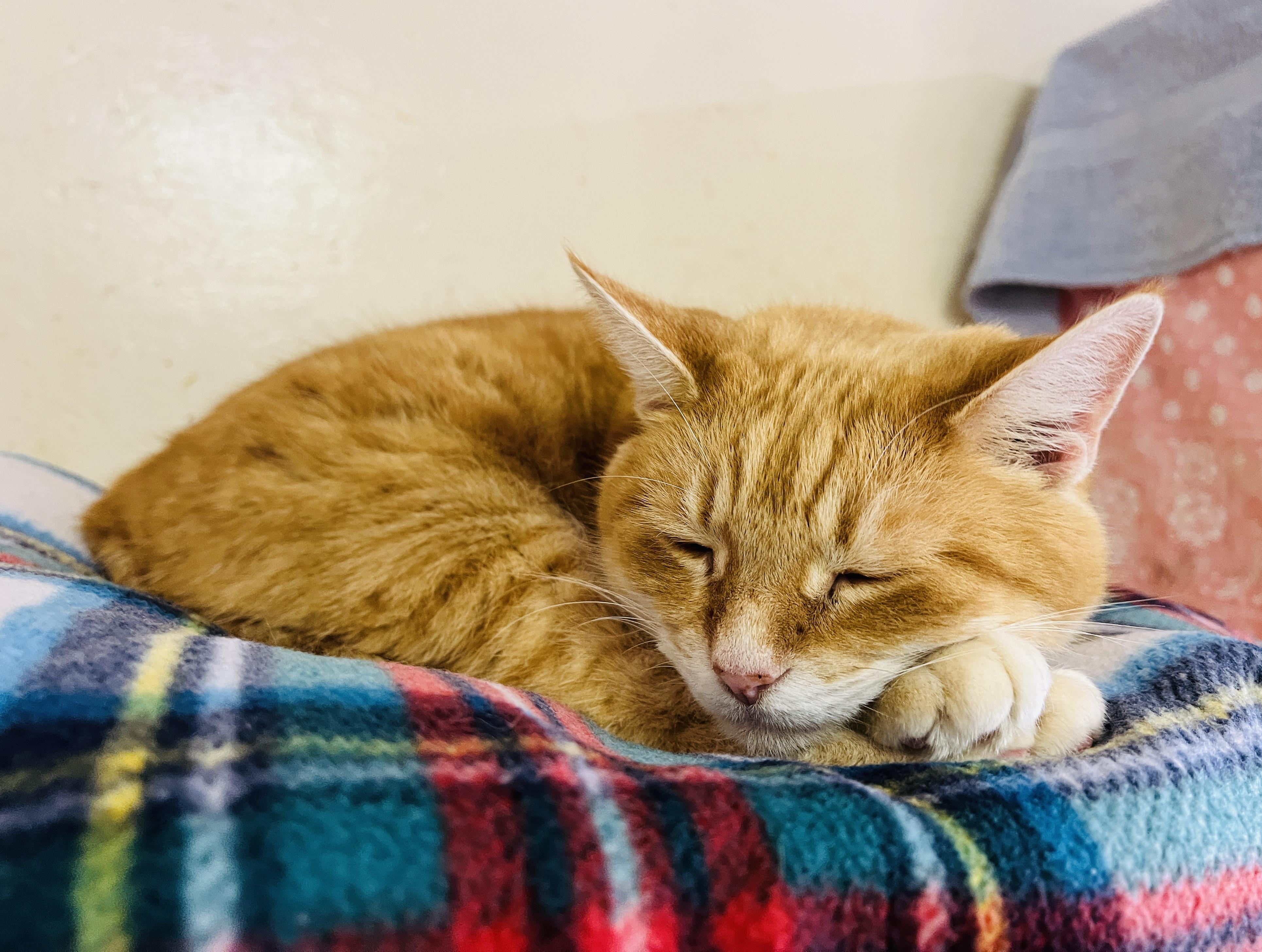 Cera, a Adoptable Tabby in Palmyra, VA image 6/6