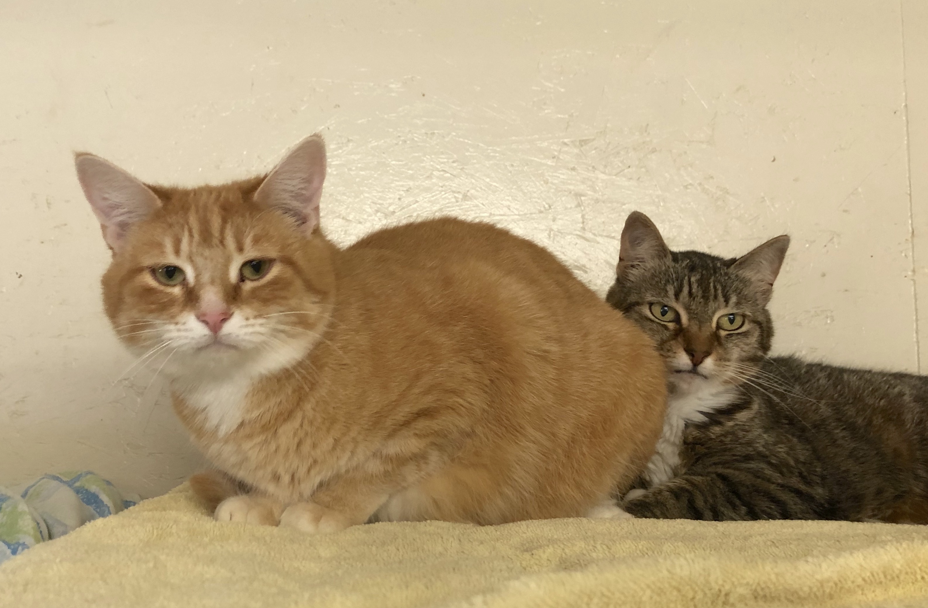 Cera, a Adoptable Tabby in Palmyra, VA image 4/6