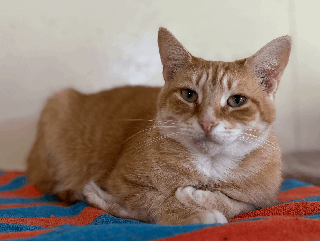 Cera, a Adoptable Tabby in Palmyra, VA image 2/6