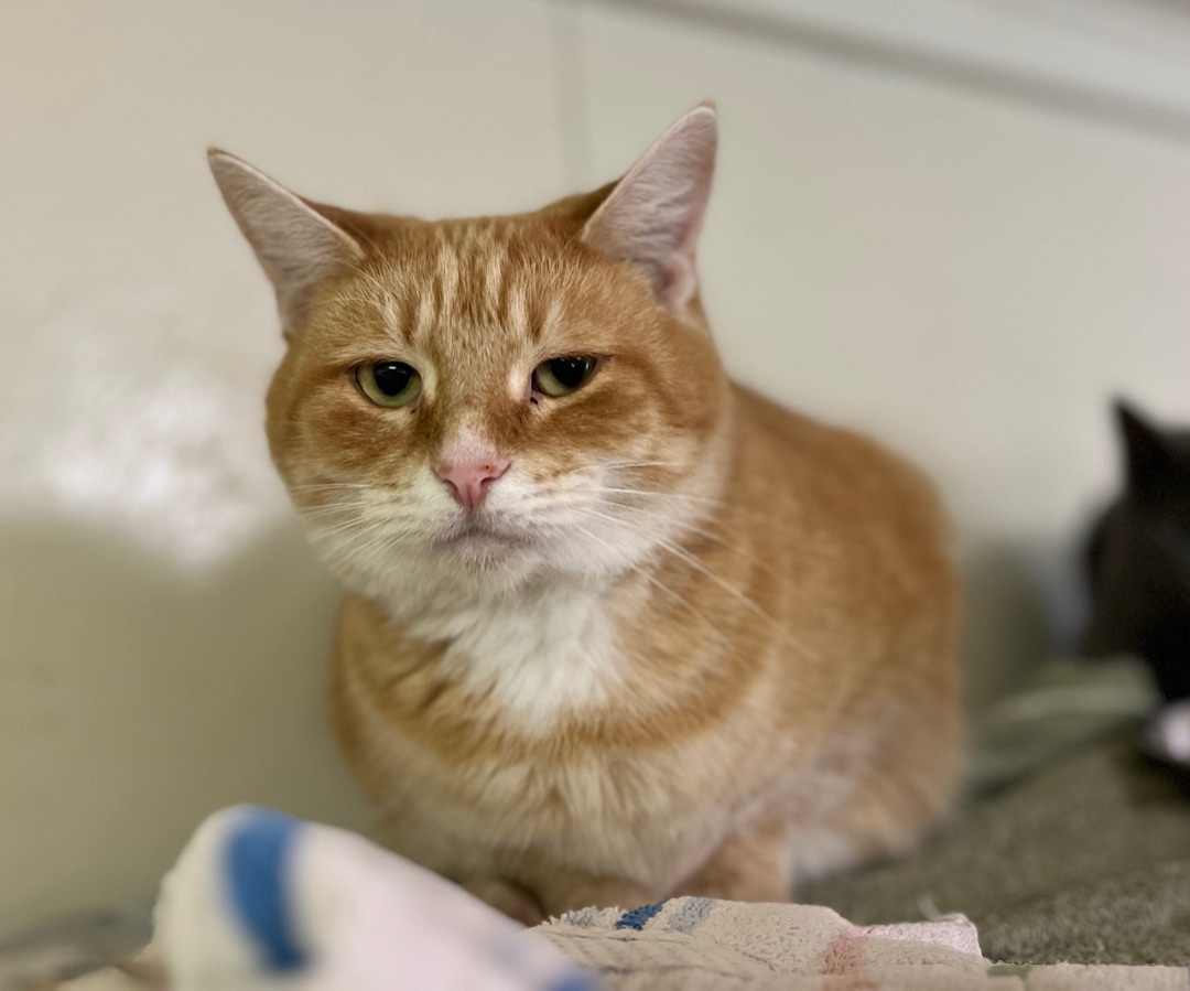 Cera, a Adoptable Tabby in Palmyra, VA image 5/6