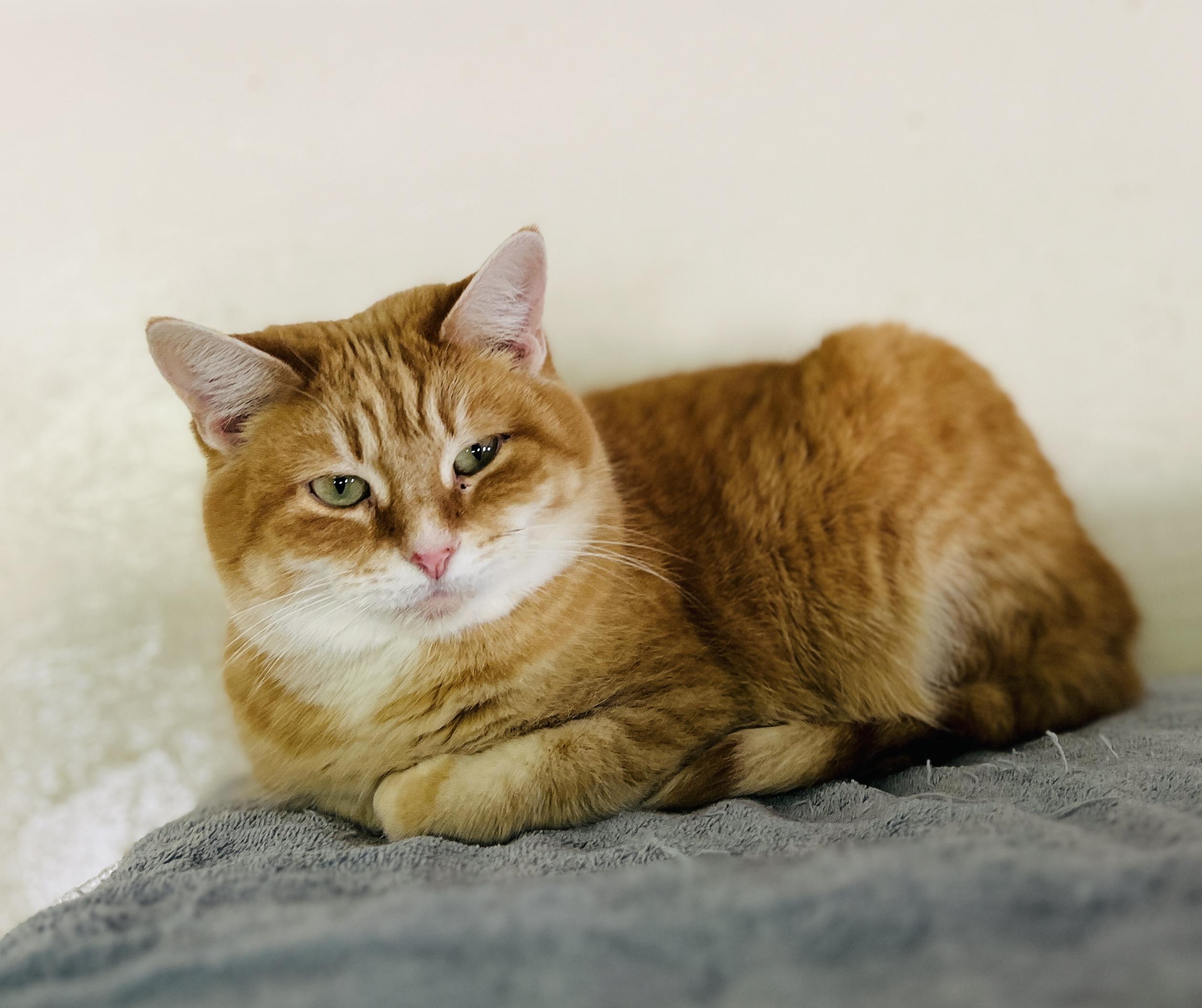 Cera, a Adoptable Tabby in Palmyra, VA image 3/6