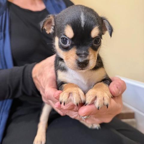 Stingray, Adoptable, Puppy Male Border Terrier.