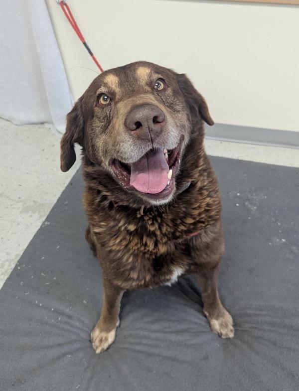 Enlarge Simba, a Adoptable mixed breed in Salt Lake City, UT image 2/2
